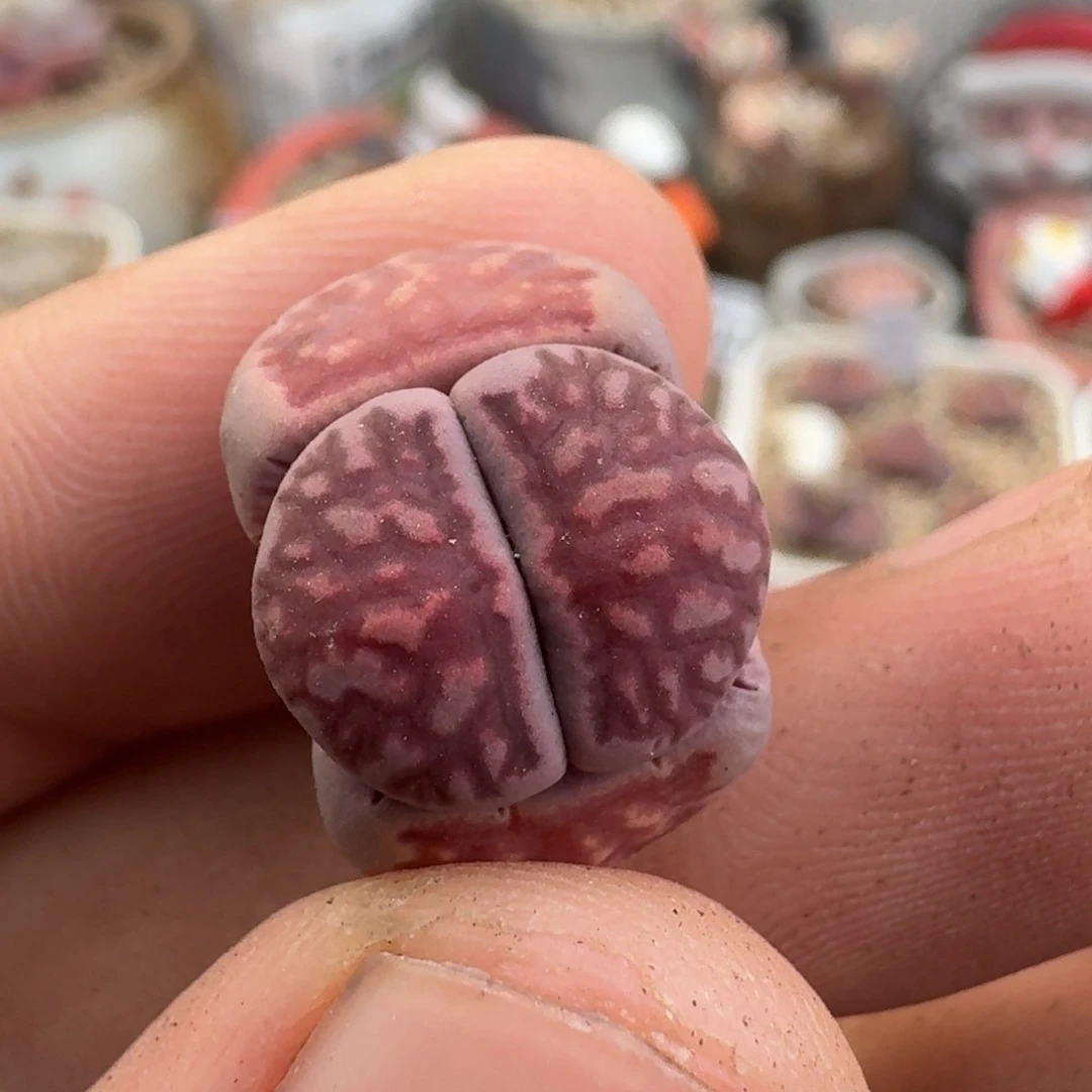 K797粗纹紫菊化石三年回交版