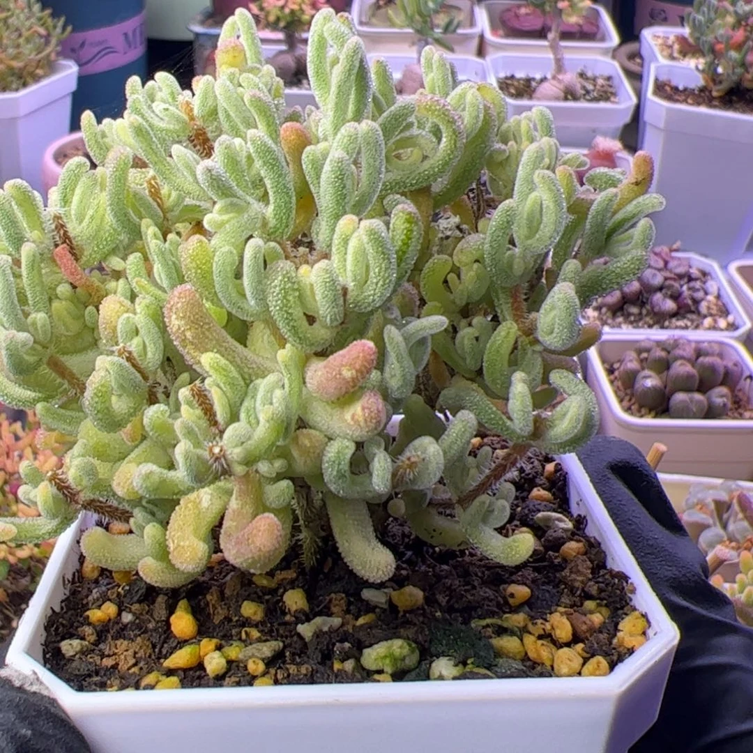 *****多肉植物枝干橙叶白锦