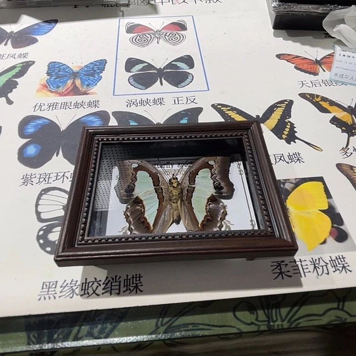 冰箱贴蝴蝶标本发货