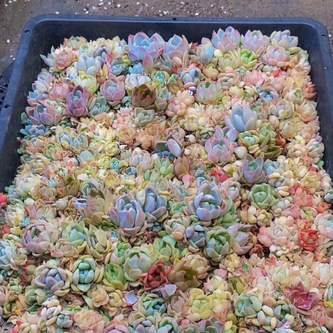 654的人最无情的是
