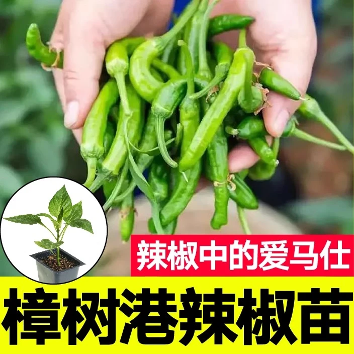 樟树港辣椒苗秧带土发货青椒皮薄辣椒种子四季阳台春秋庭院易种苗