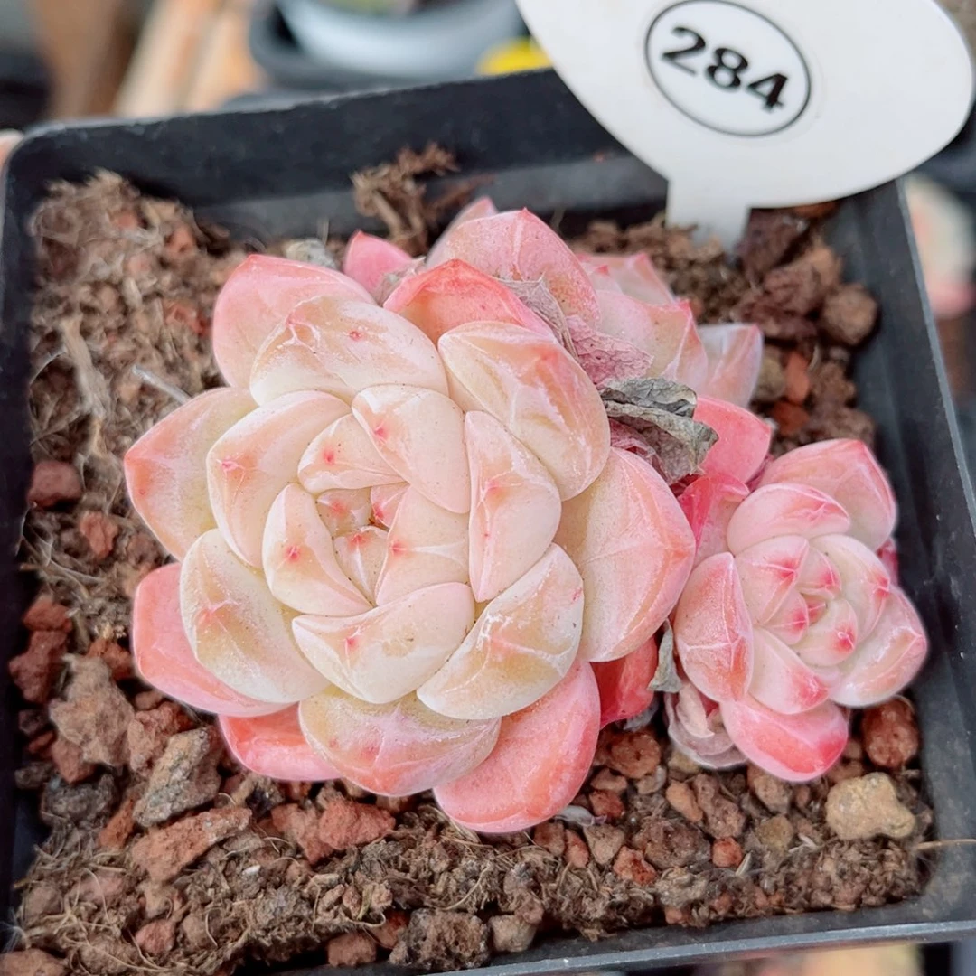 284号小老桩浮玉群