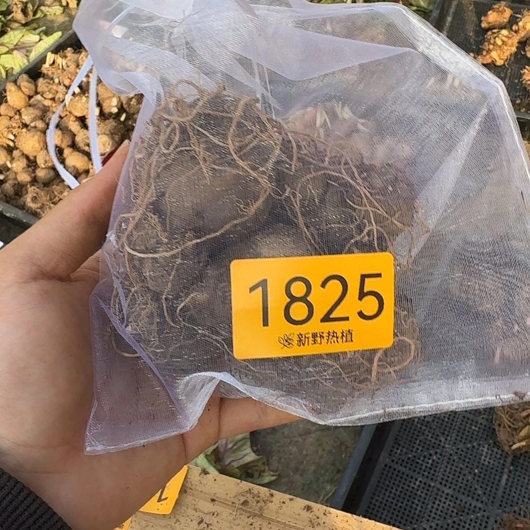 完全开放1825盲盒种球福利不售后