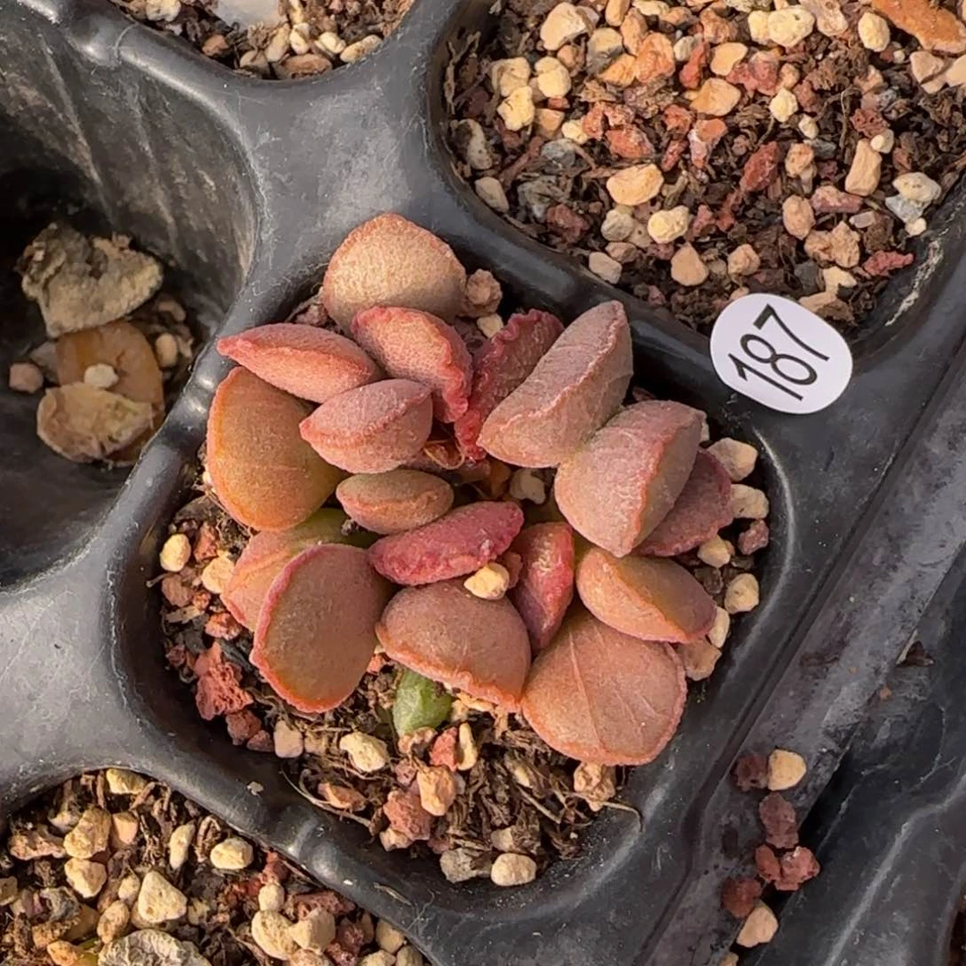 晚霞水泡多肉植物187