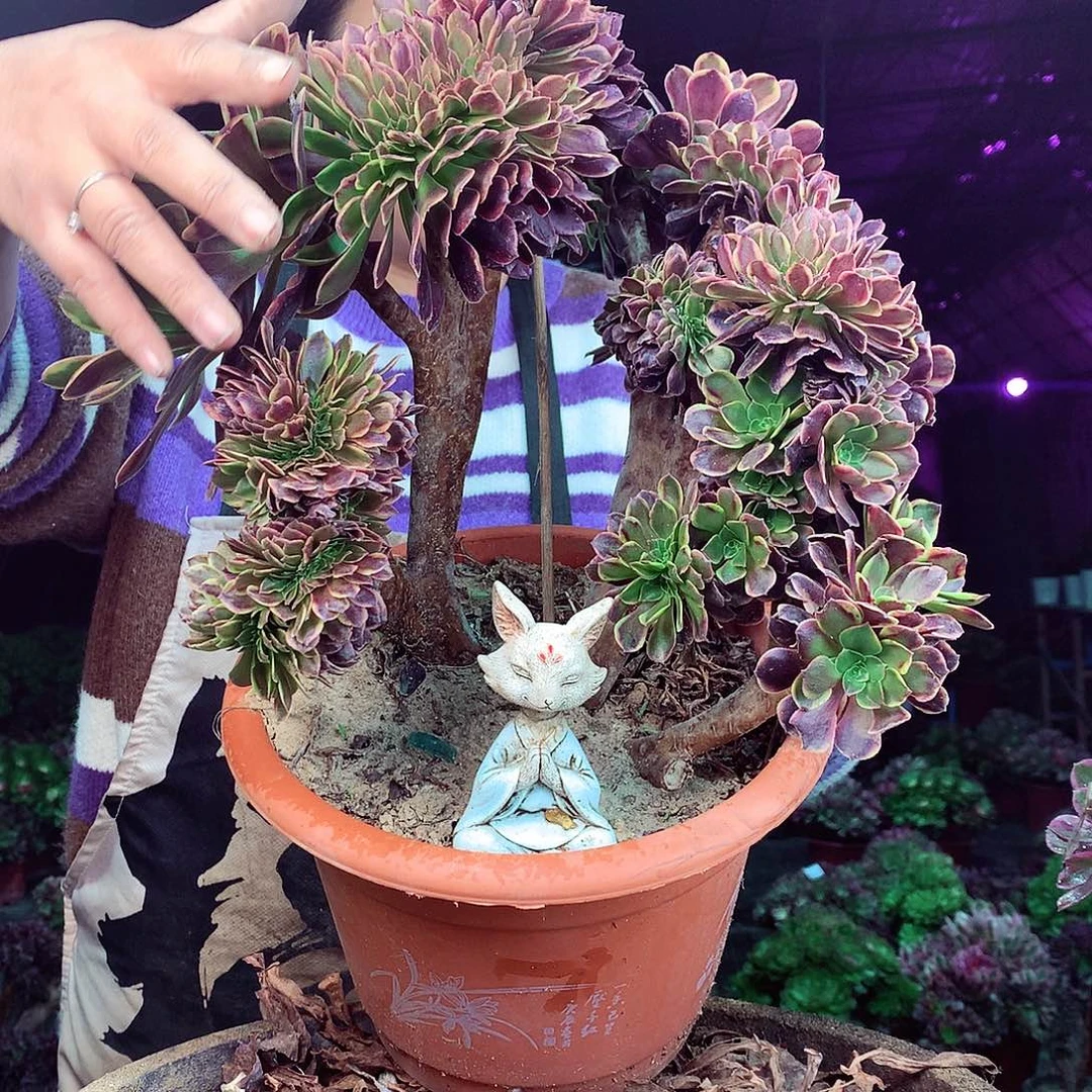 柒柒精品多肉脱土发货不包断侧枝067