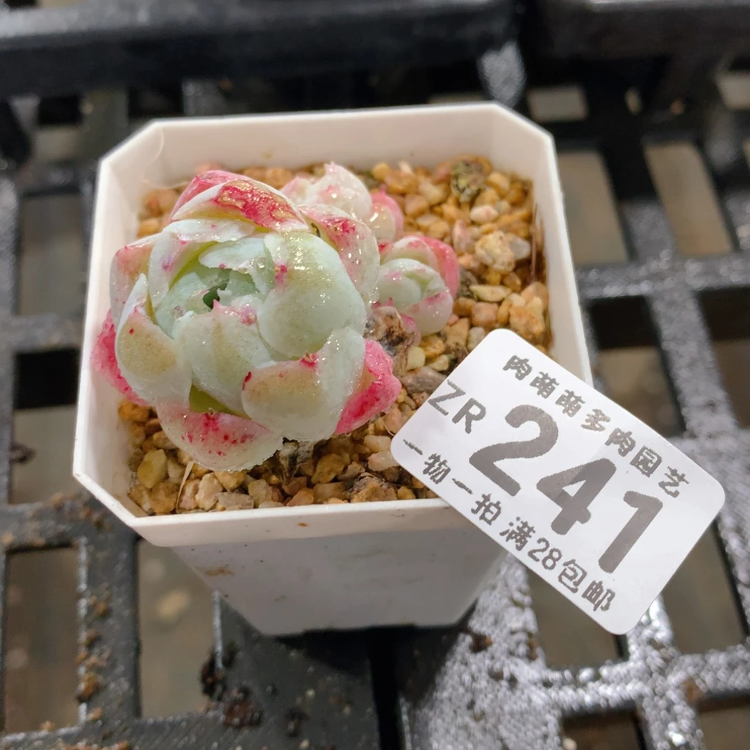 肉萌萌拇指盆精控多肉ZR241