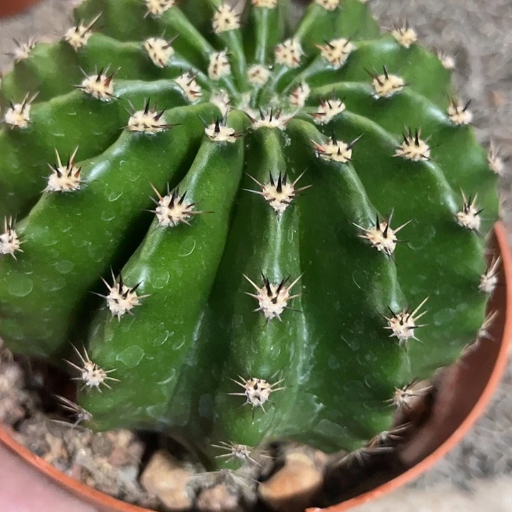 15号黑中刺实生彩草