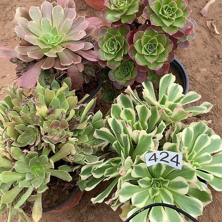 无花朵424四颗多肉植物组合