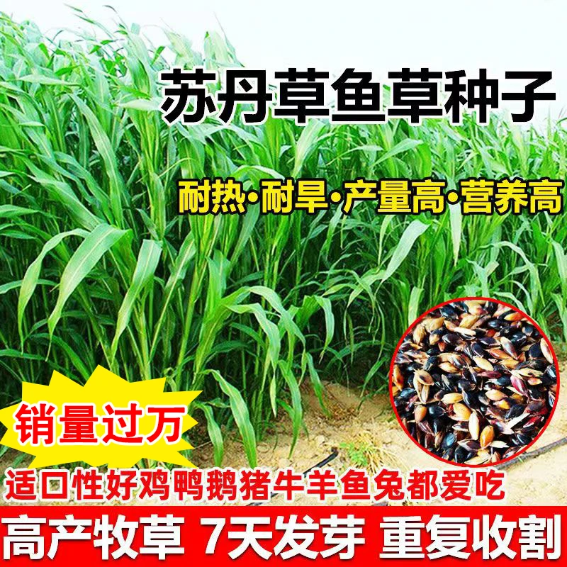 进口苏丹草籽新型养殖牛羊鸡鸭牛羊鱼高产牧草四季草种子鱼草