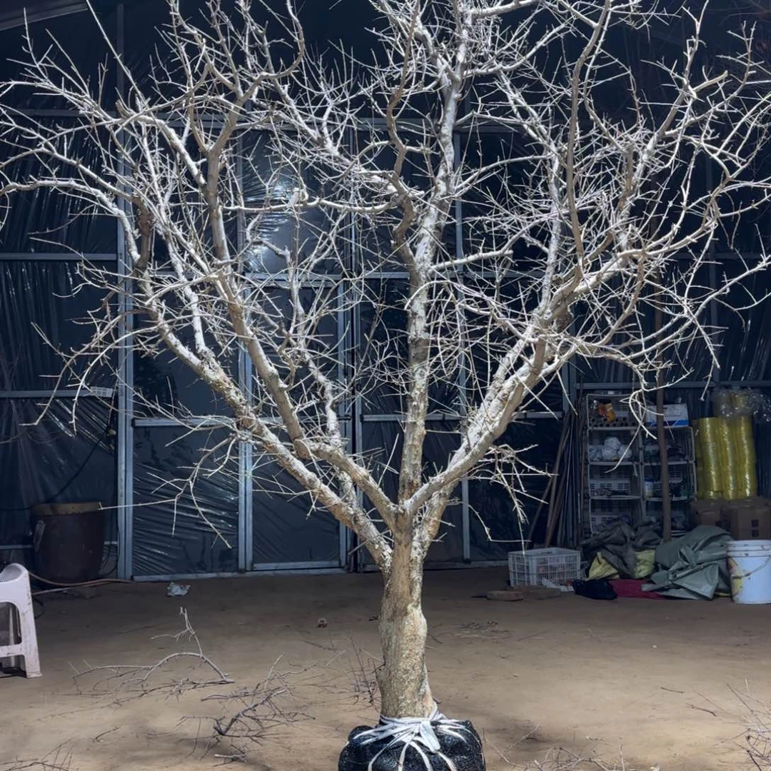 吕***坤完全开放石榴树8888888