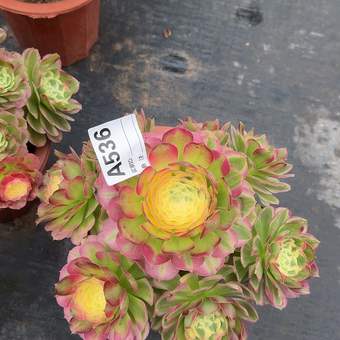 海仙多肉法师a536