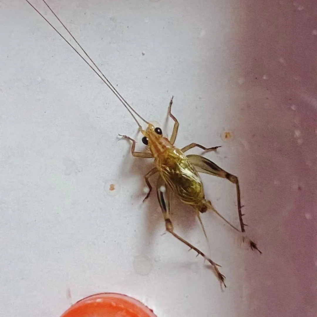 暗瑞红头黑眼野采爬宠大黄蛉模型玩具