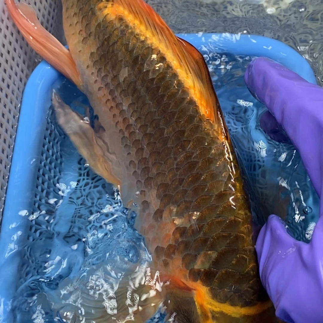 锦鲤冷水锦鲤包邮