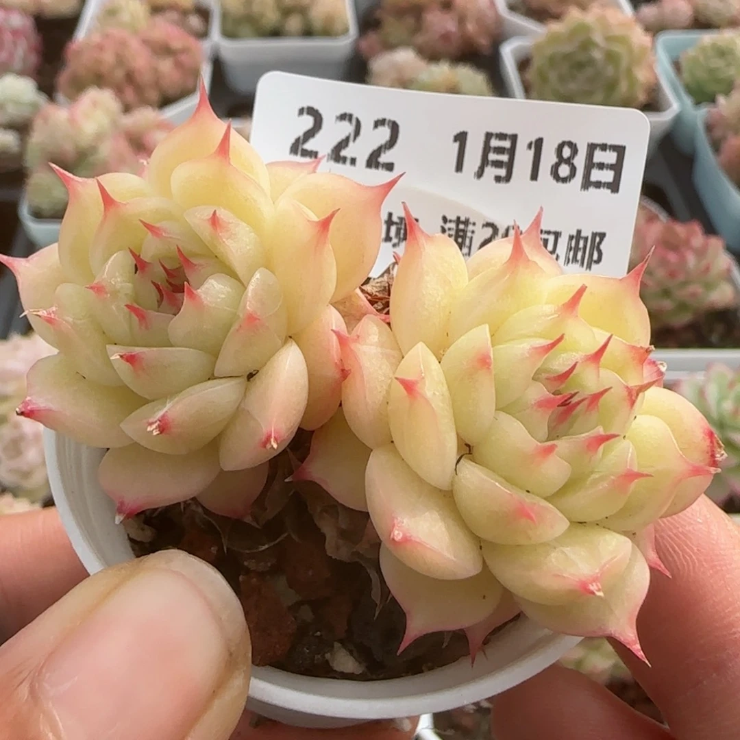 花语逸镜0118-222海王