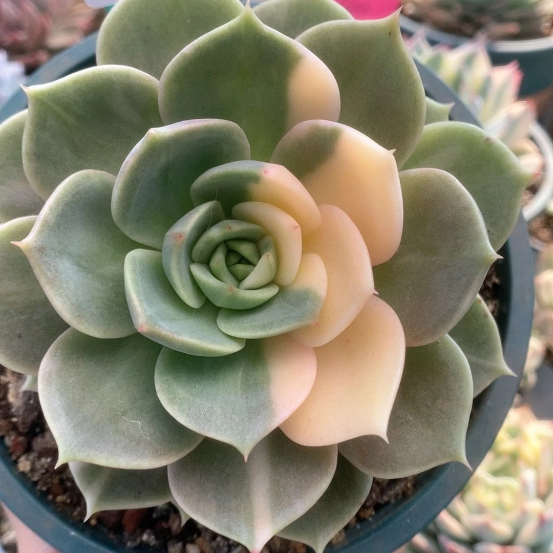 075贝加尔湖锦锦锦锦锦