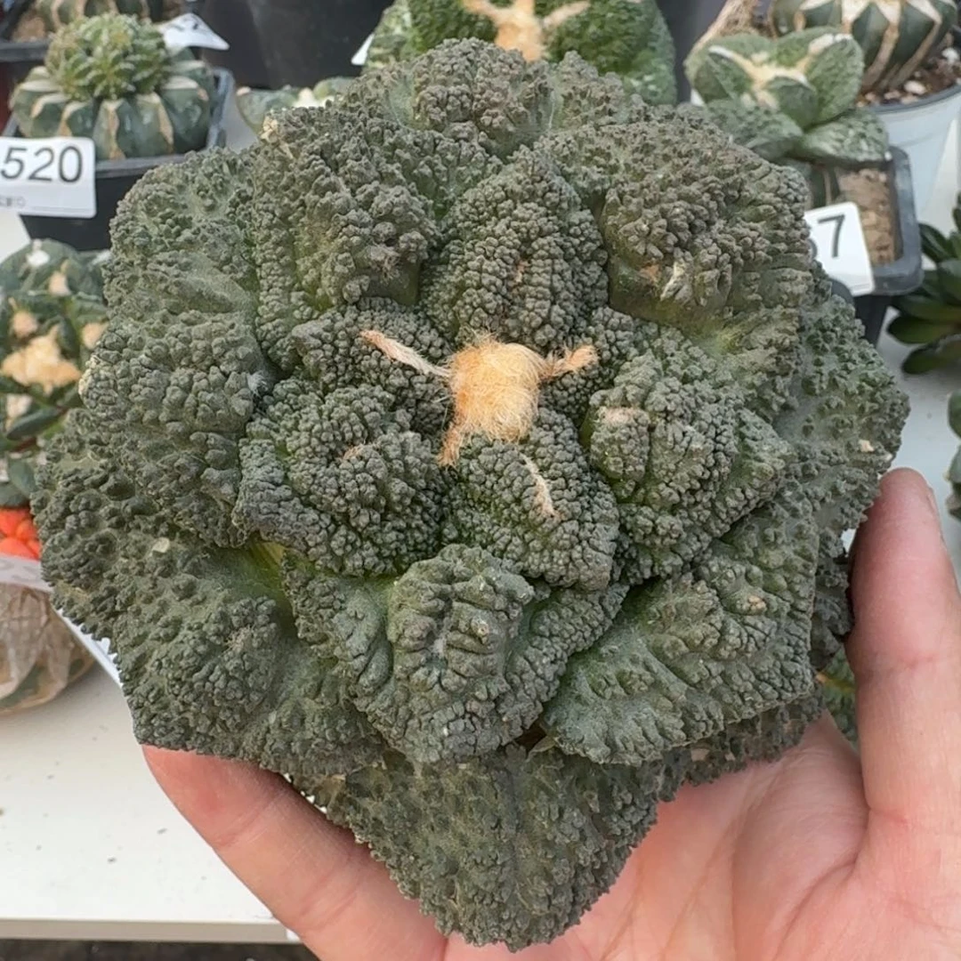 【闪购商品】13公分苗接哥斯拉微瑕疵