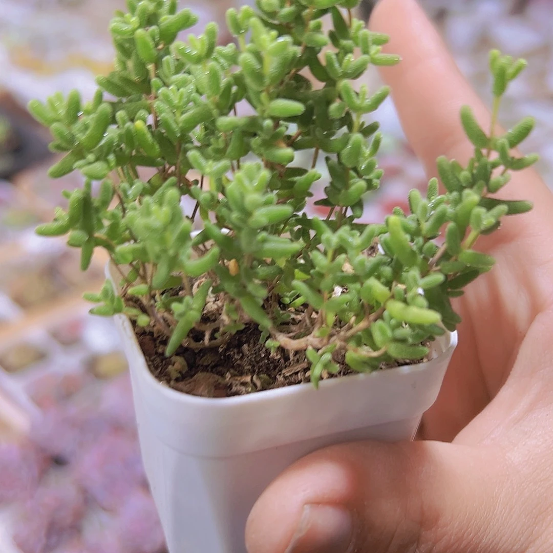 蜜桔枝干19包邮多肉植物