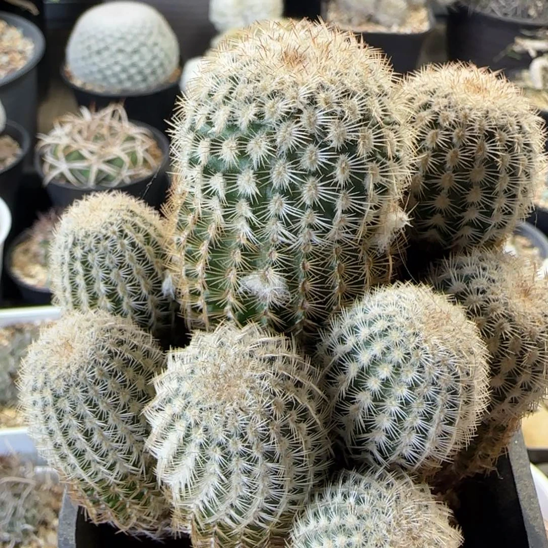 164实生华尔兹群生多肉