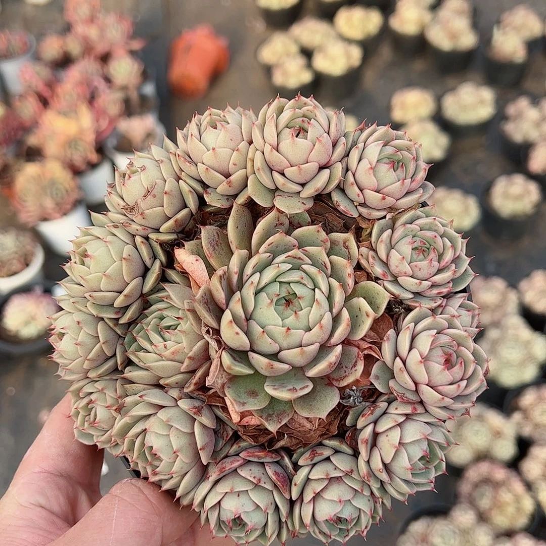 苯巴蒂斯手捧整装