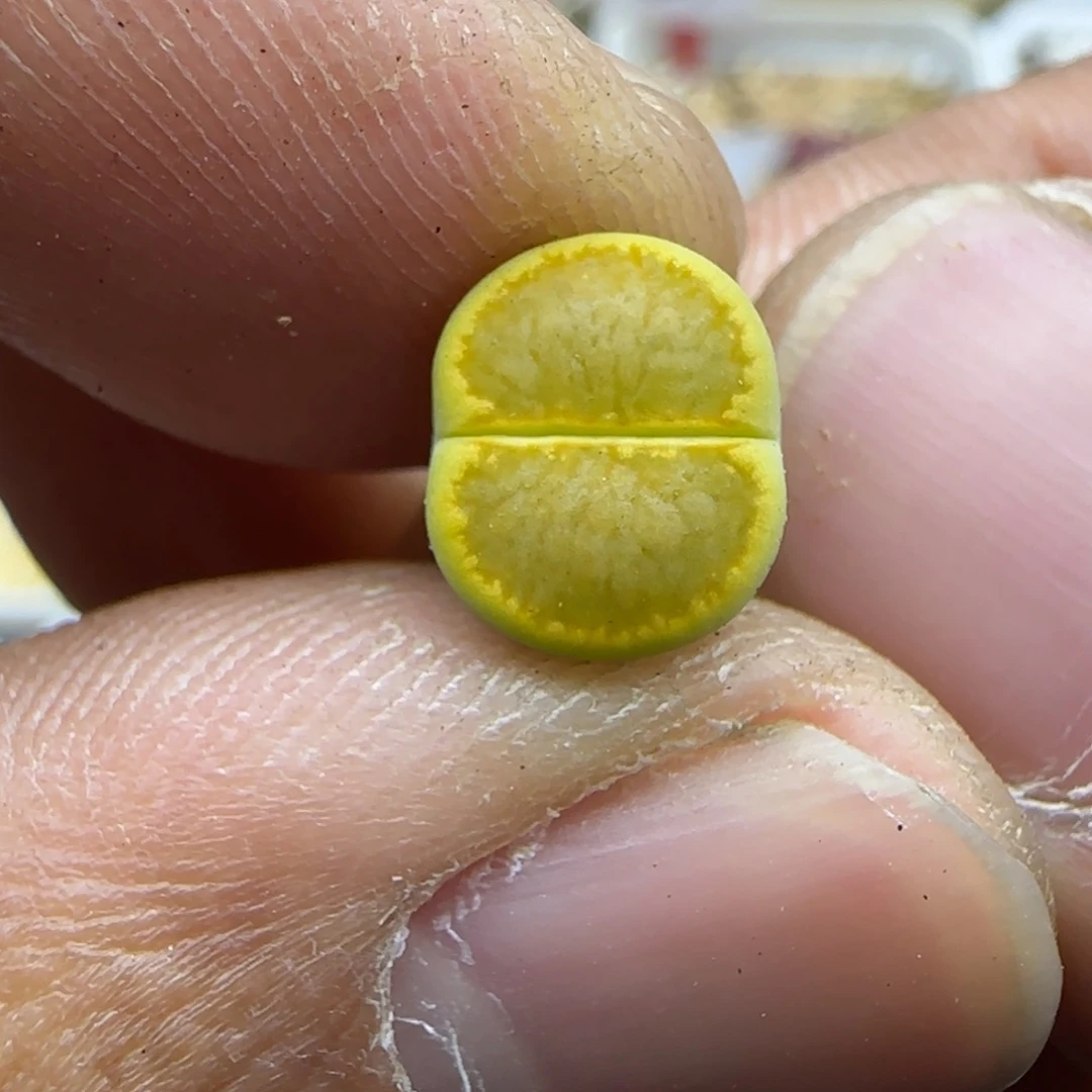 809 生石花大棚直播