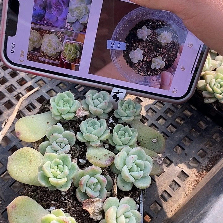 一盒玄机珍妮11颗