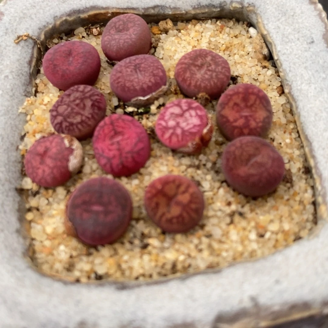 钻墨杂交一颗。