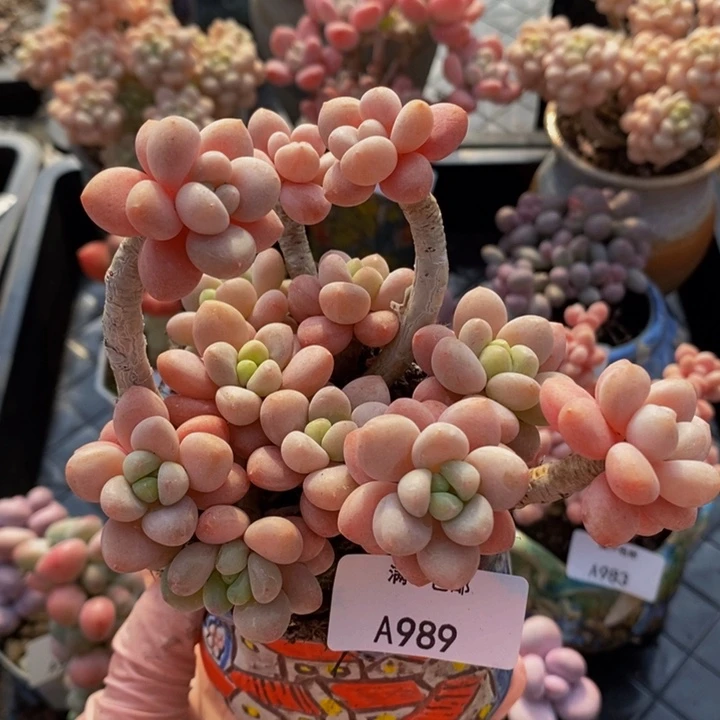 鱼子酱老桩10cm989多肉植物