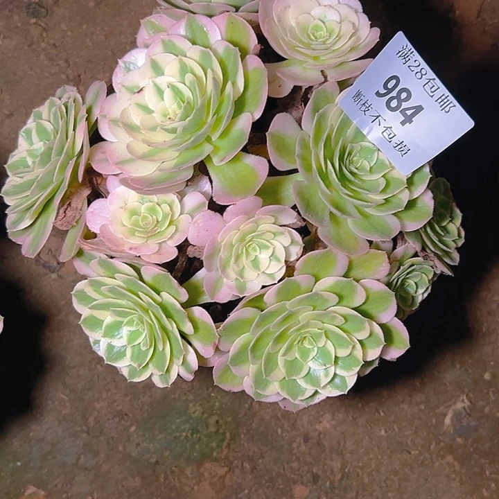 984海仙多肉植物保护