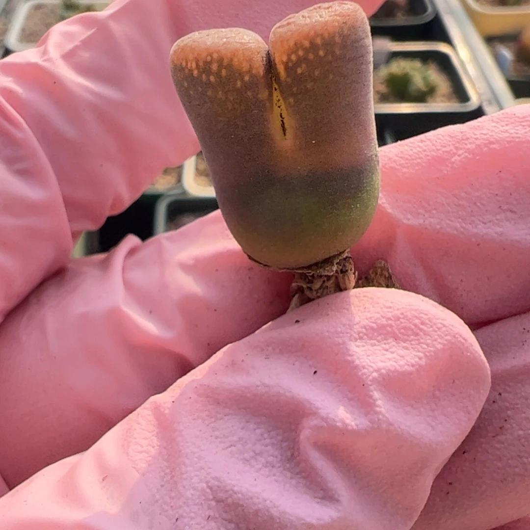 252 好看的多肉冲冲冲q