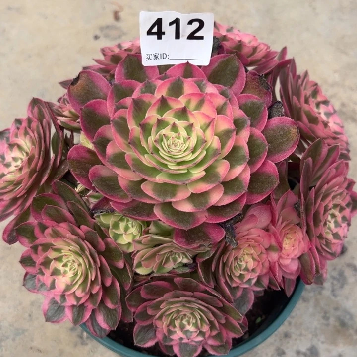412倾城20厘米左右半木质