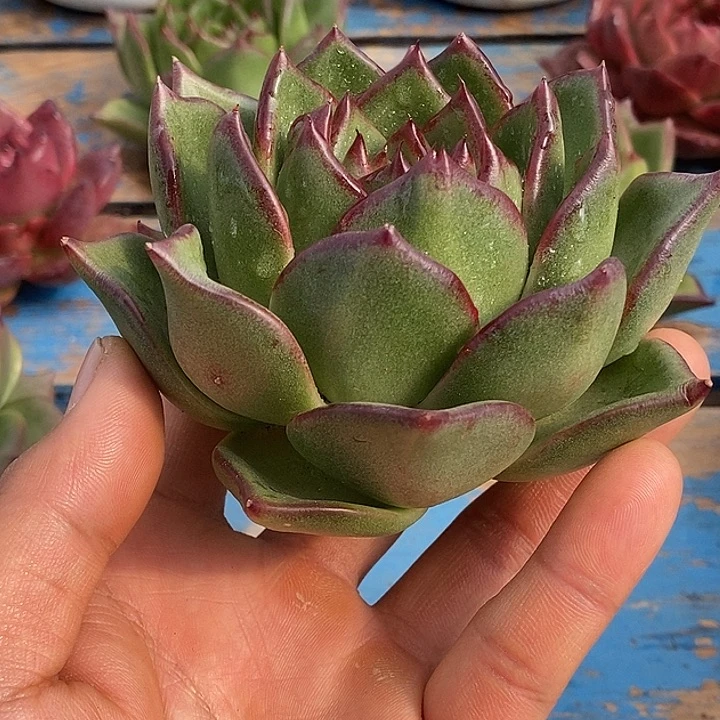 禾***呈福利原始种大漏2