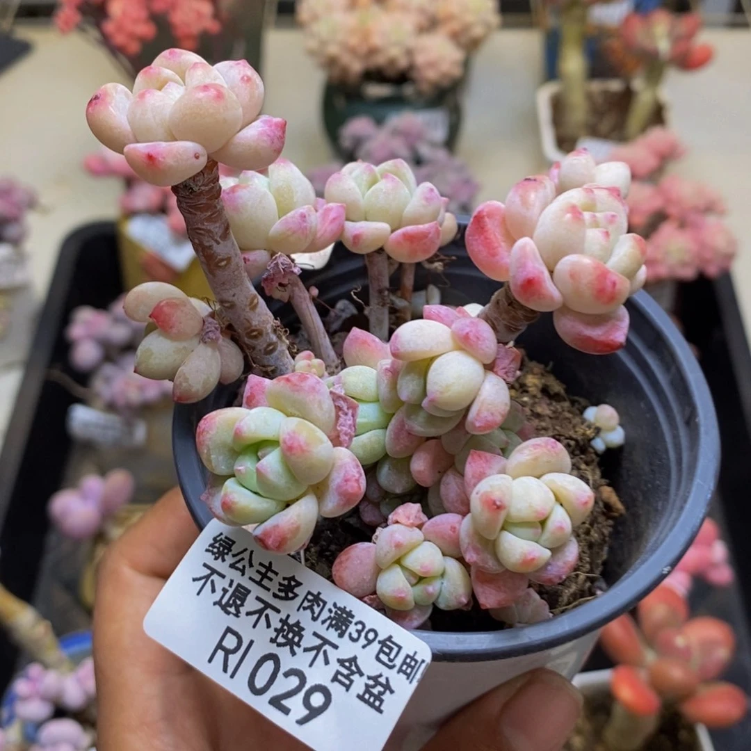 029小粉莓多肉有断枝