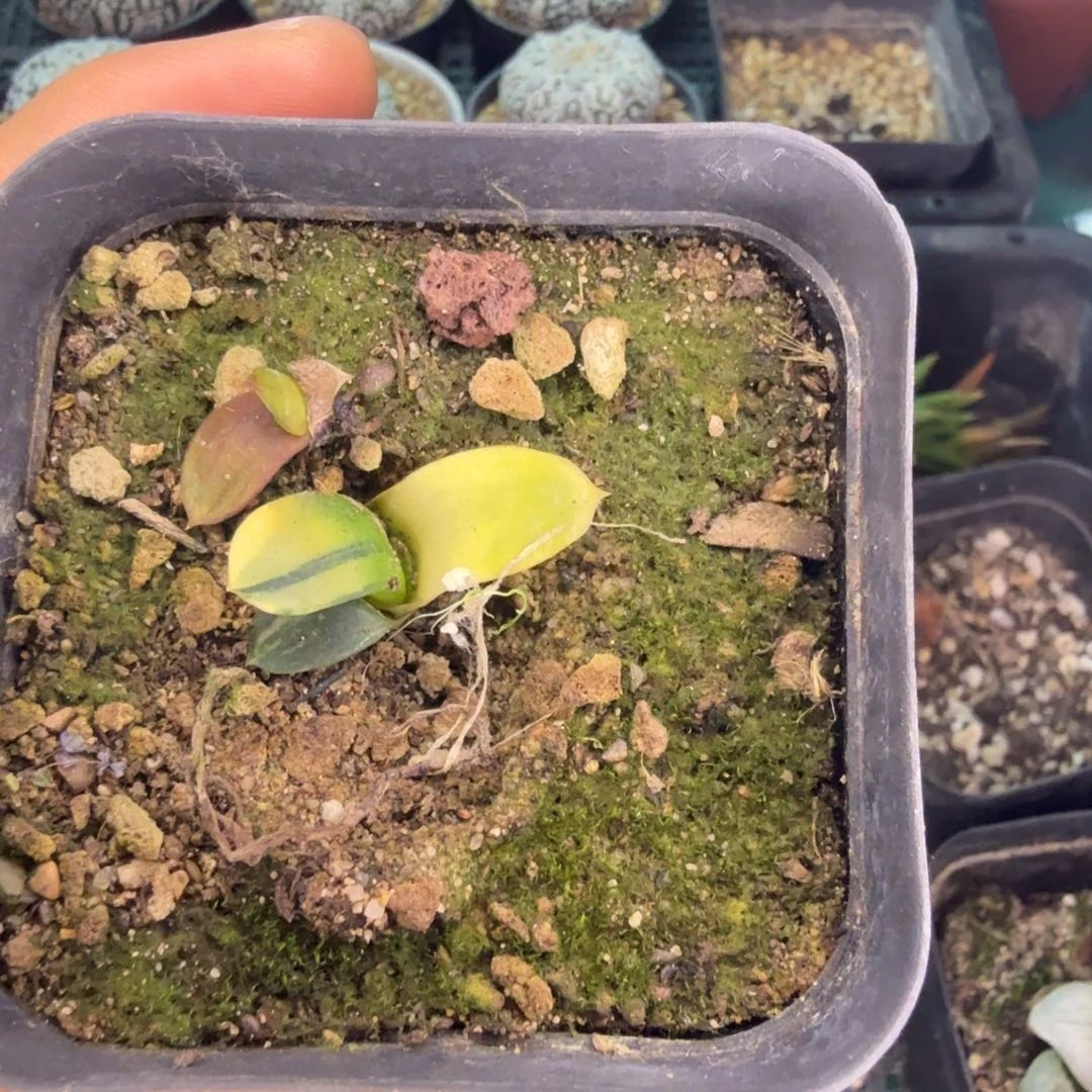 唉**呀多肉植物多肉植物