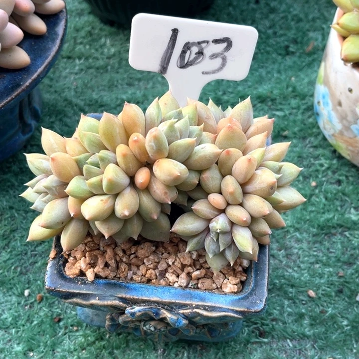 红家牙103号码牌子的时候