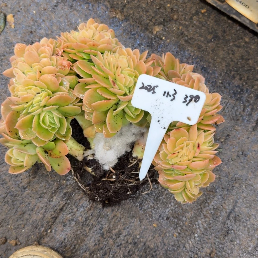 一物一拍星娜塔缀化390