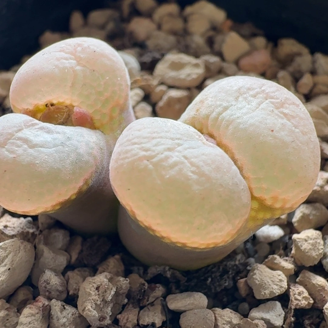 3551风铃玉肉锥植物