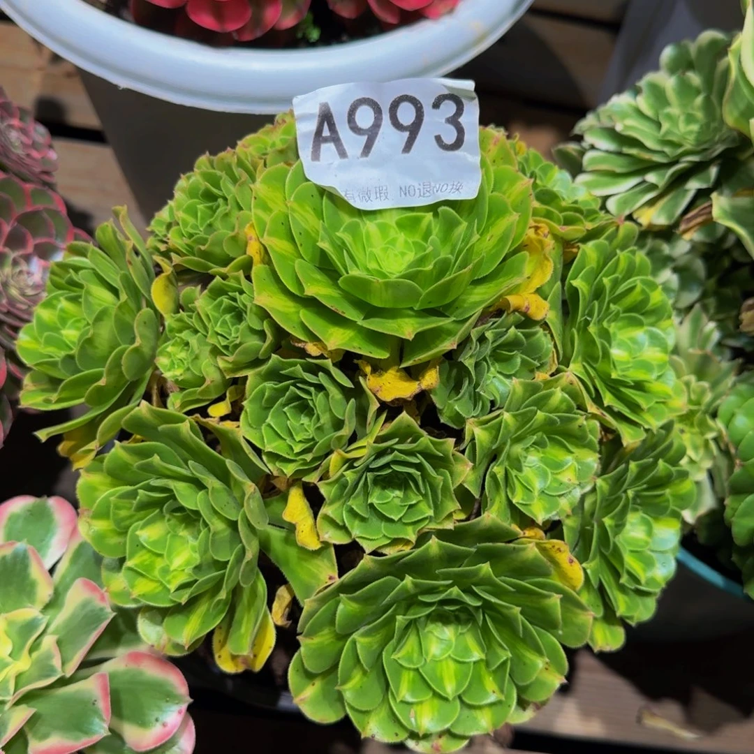佛***缘993多肉植物法师号