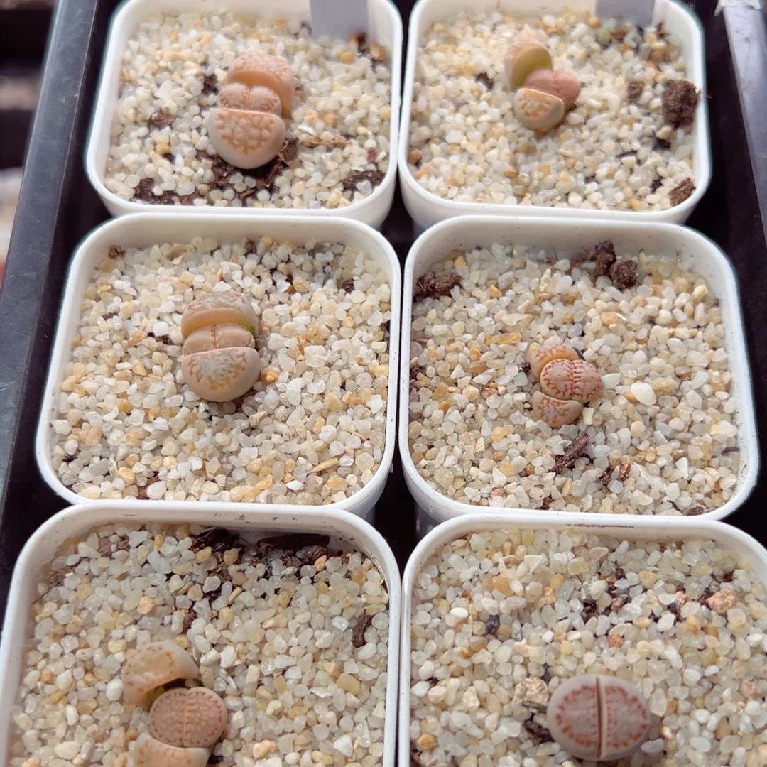 瑶**圆120-181.我的小伙伴