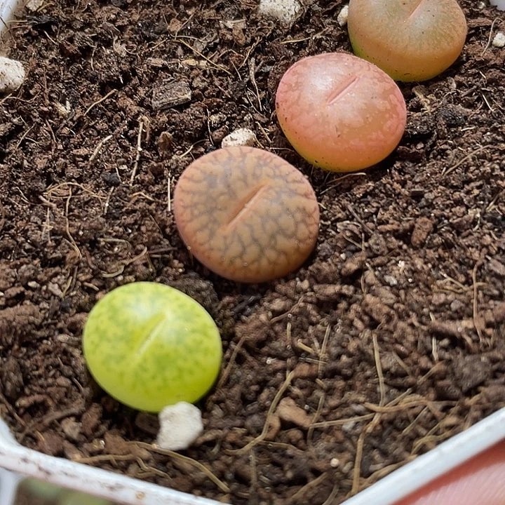 大部分花苞少量开放745