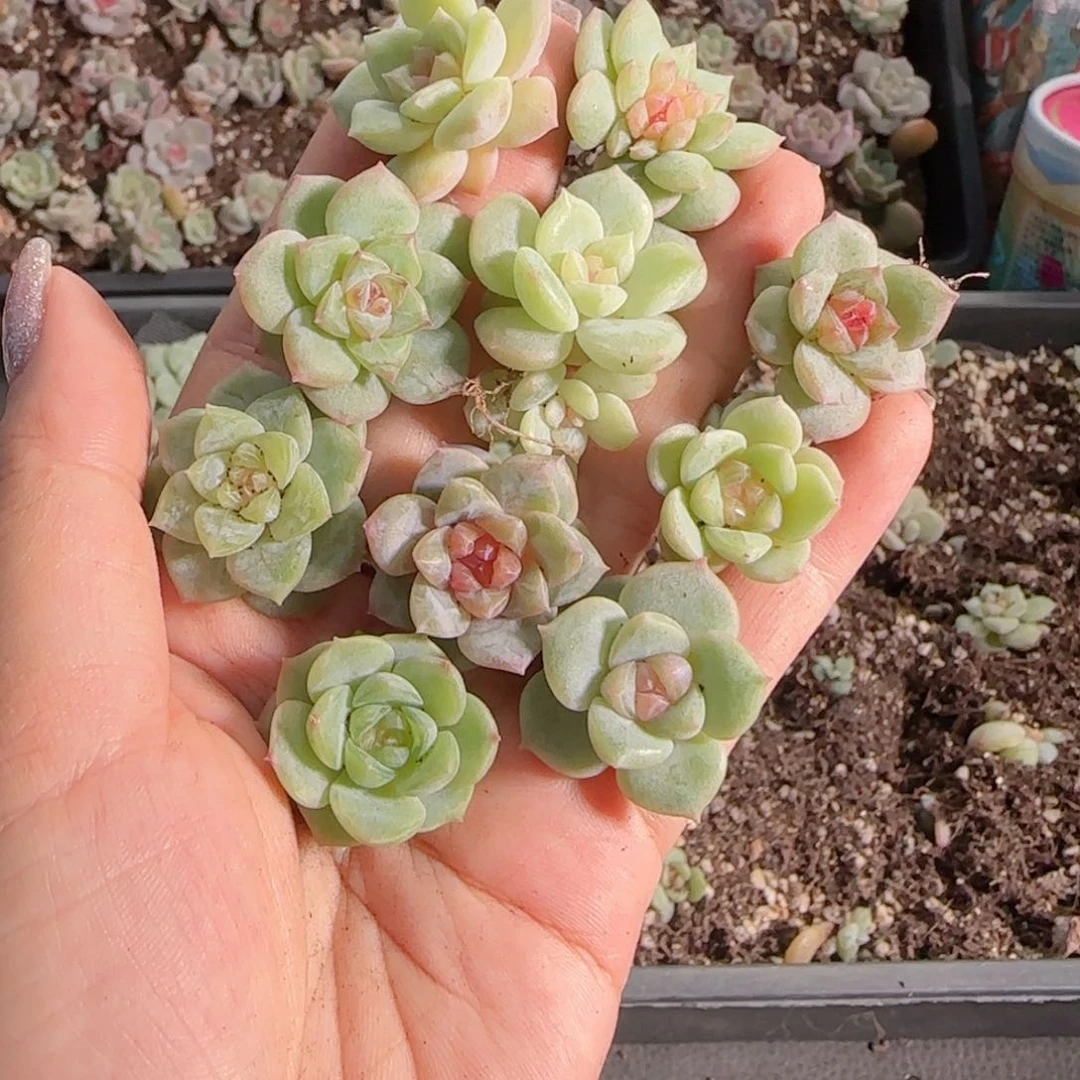 0613---46糖心珍妮