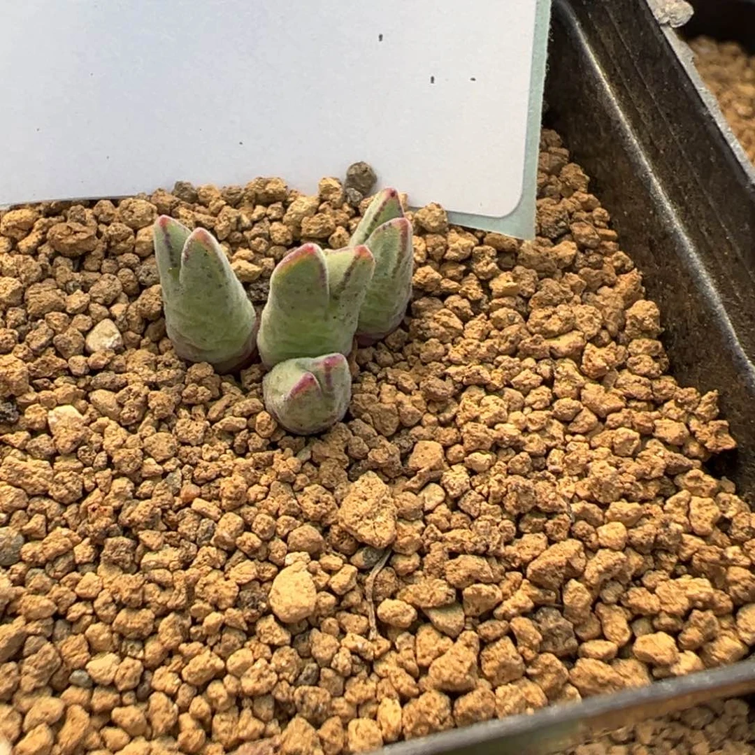 12-204 985猪蹄多肉植物
