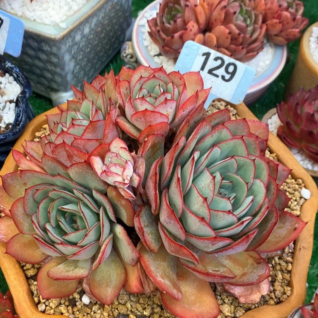 牡丹亭多肉植物盆栽