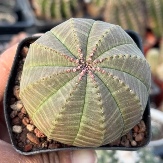 当前无花栽培后可以开花实生欧布