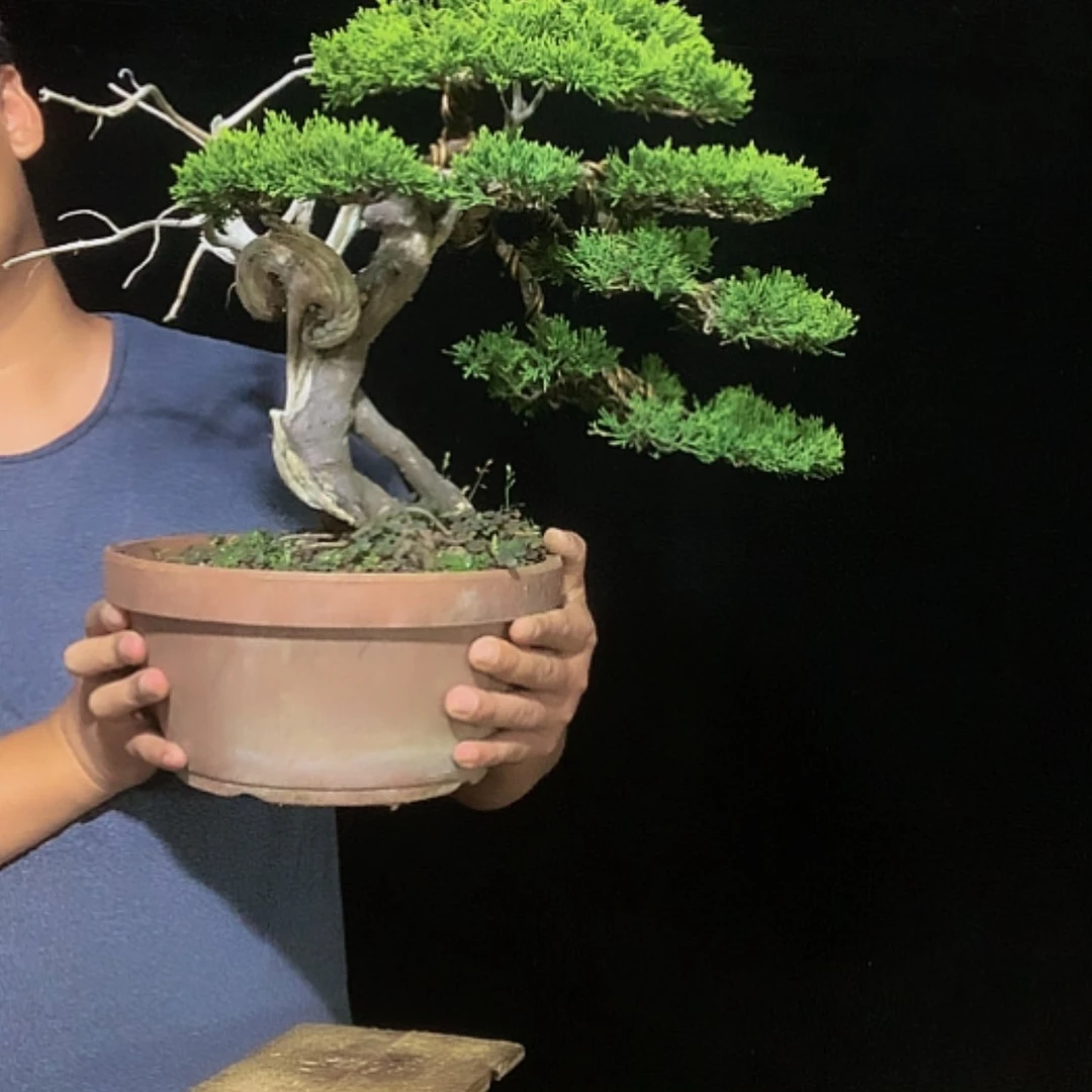 【闪购商品】无花朵彣