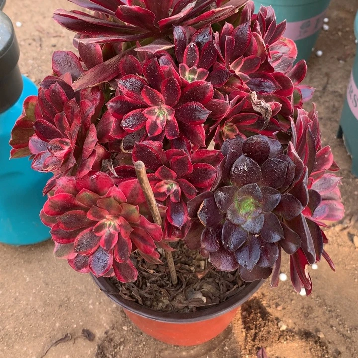 840蒙娜丽莎多肉植物特价