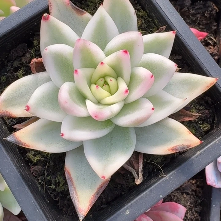 雪白锦一物一拍好看