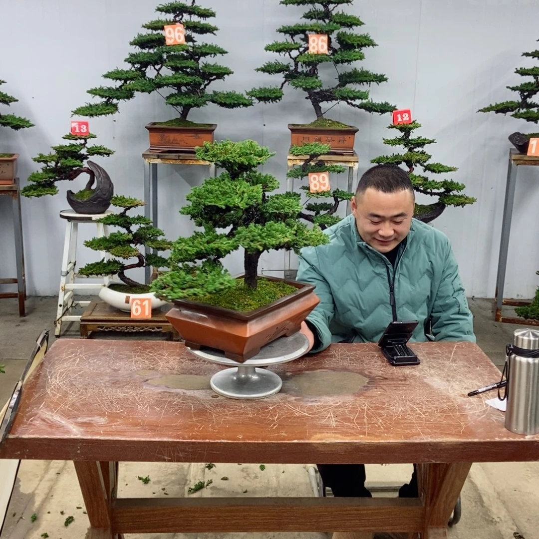 无花朵珍珠柏盆景