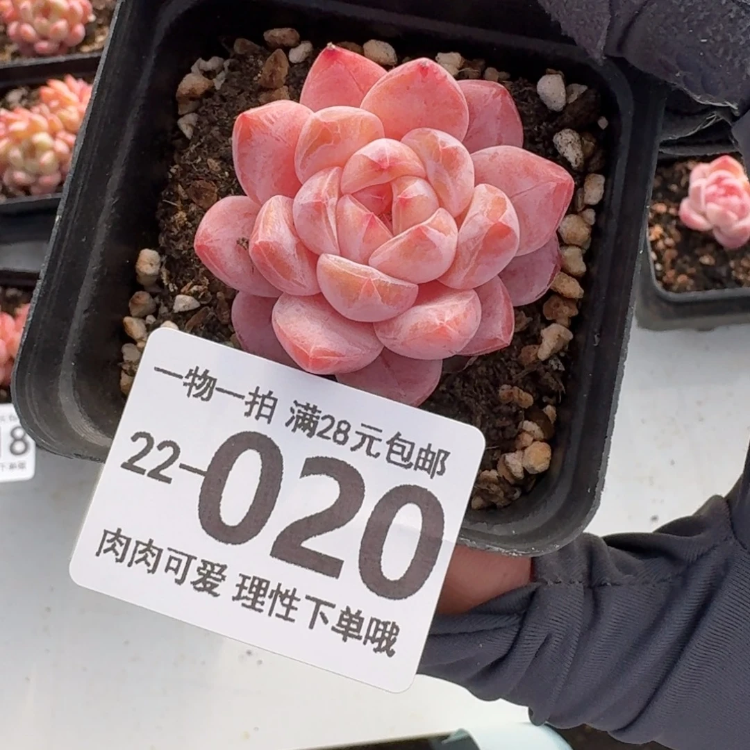 黛玉无盆土发货无盆