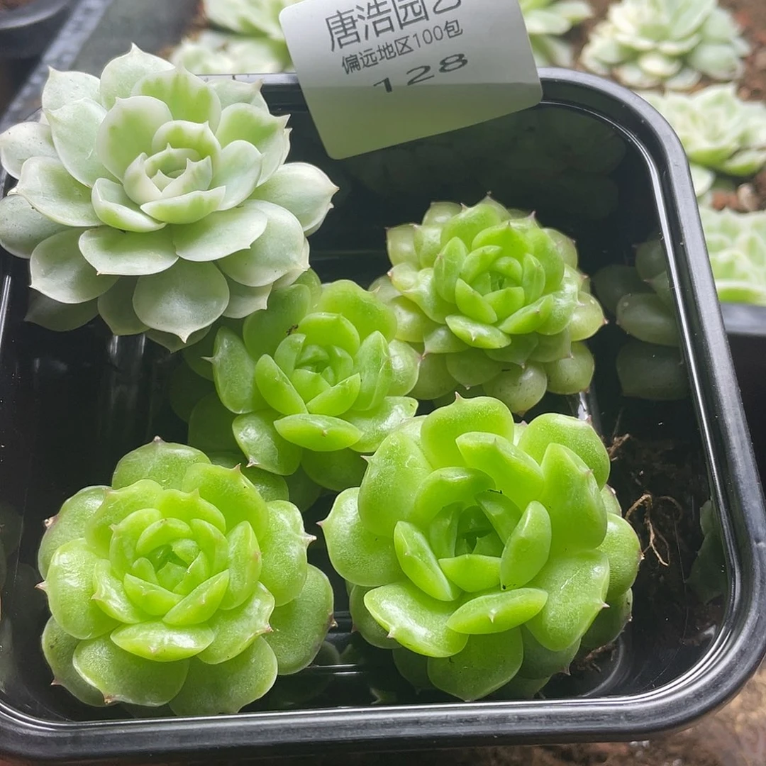 幸*不知名一物一拍128