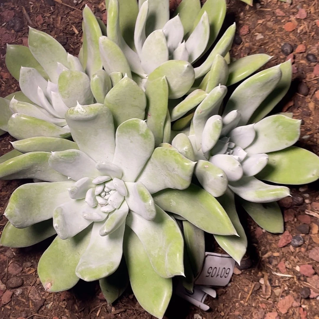 【闪购商品】璀**光60105